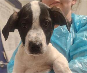Pointer Dogs for adoption in Bakersfield, CA, USA