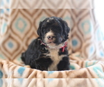 Small #2 Bernedoodle