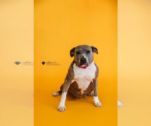 Medium Photo #19 Mutt Puppy For Sale in Rockwall, TX, USA