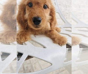 Goldendoodle (Miniature) Puppy for sale in HOUSTON, TX, USA