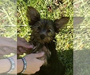 Yorkshire Terrier Puppy for sale in BEALETON, VA, USA