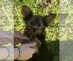 Amore - Female Yorkshire Terrier Puppy for Sale - Small photo
