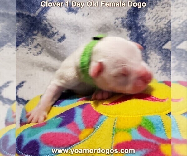 Medium Photo #38 Dogo Argentino Puppy For Sale in JANE, MO, USA