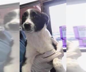 Border Collie-Unknown Mix Dogs for adoption in Tulsa, OK, USA