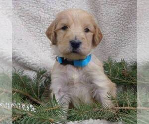 Goldendoodle Puppy for sale in THORP, WI, USA