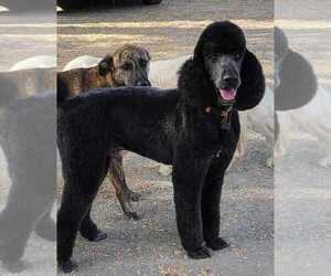 Father of the Goldendoodle puppies born on 01/20/2023