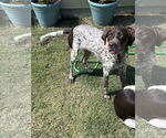 Small #3 Lab-Pointer
