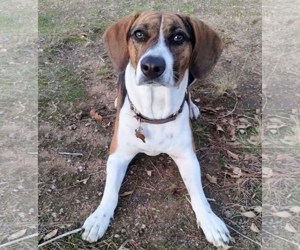 Medium Photo #2 Beagle Walker Coonhound Puppy For Sale in Apple Valley, CA, USA