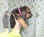 Small #2 Bloodhound