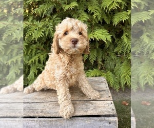Cockapoo Puppy for sale in MIDDLEBURY, IN, USA