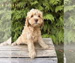 Small Cockapoo