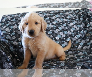 Golden Retriever Puppy for sale in SHILOH, OH, USA