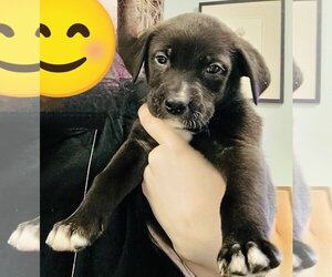 Border Collie-Mastiff Mix Dogs for adoption in Princeton, MN, USA