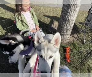 Siberian Husky Puppy for sale in AMMON, ID, USA