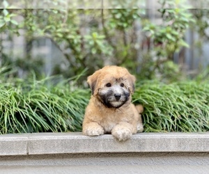 Havanese-Poodle (Toy) Mix Puppy for sale in HOUSTON, TX, USA