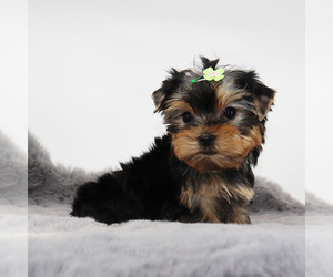 Yorkshire Terrier Puppy for sale in LOS ANGELES, CA, USA