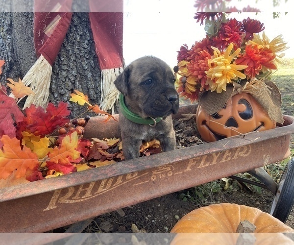 Medium Photo #4 Cane Corso Puppy For Sale in WALTERS, OK, USA