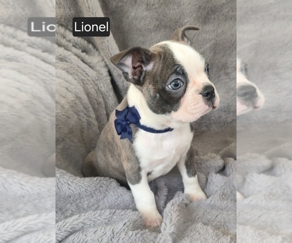 Medium Photo #4 Boston Terrier Puppy For Sale in MINERAL WELLS, WV, USA