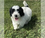 Small Photo #3 Newfoundland-Poodle (Toy) Mix Puppy For Sale in NILES, MI, USA