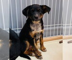 Small Australian Shepherd Mix