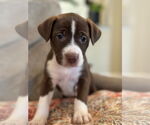 Small #21 Mutt