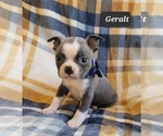 Small Photo #15 Boston Terrier Puppy For Sale in MINERAL WELLS, WV, USA