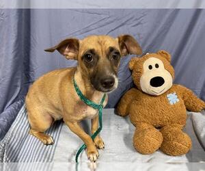 Chihuahua-Unknown Mix Dogs for adoption in Modesto, CA, USA