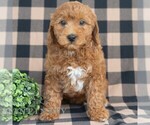 Small #4 Goldendoodle (Miniature)