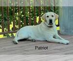 Small Photo #1 Labrador Retriever Puppy For Sale in Tekonsha, MI, USA