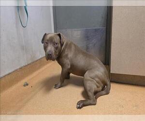 Mutt Dogs for adoption in Martinez, CA, USA