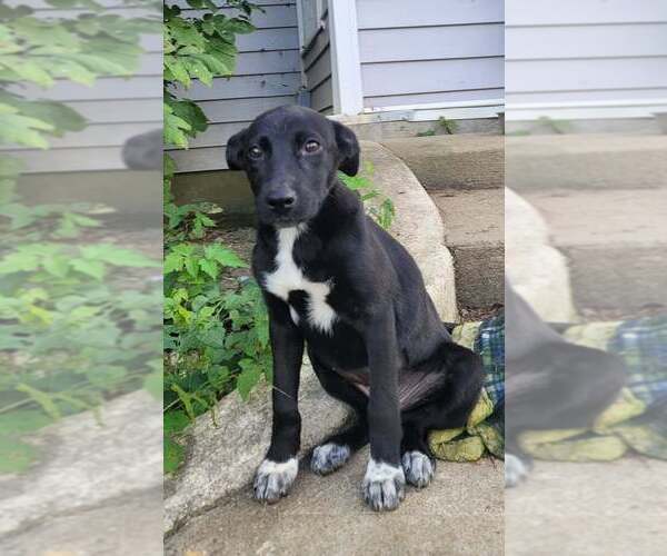 Medium Photo #3 Labrador Retriever-Unknown Mix Puppy For Sale in Aurora, IN, USA