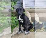 Small #2 Labrador Retriever Mix