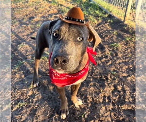 Medium Photo #3 American Staffordshire Terrier-Unknown Mix Puppy For Sale in Lakewood, CO, USA