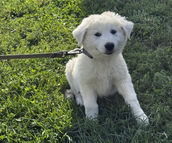 Medium Photo #4 Great Pyrenees Puppy For Sale in CANOGA, NY, USA
