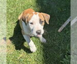 Small #10 Labrador Retriever Mix