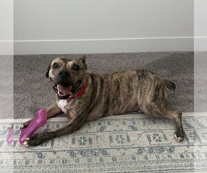 Willy - Male Bulldog-Unknown Mix Dog for Adoption - Photo #7