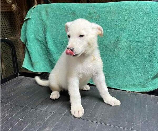 Medium Photo #1 German Shepherd Dog Puppy For Sale in SODUS, NY, USA