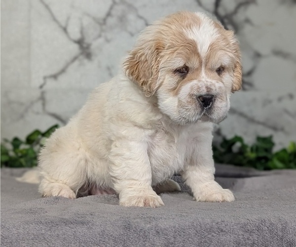Medium Photo #2 Cocker-Pei Puppy For Sale in GOSHEN, IN, USA