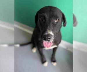 Labrador Retriever-Unknown Mix Dogs for adoption in Visalia, CA, USA