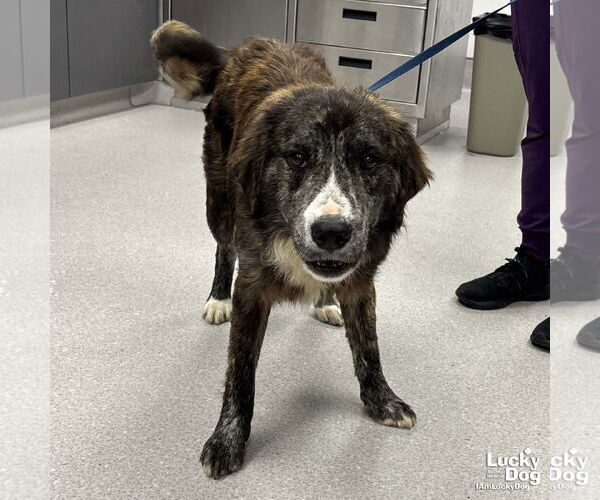 Medium Photo #1 Mutt Puppy For Sale in Washington, DC, USA