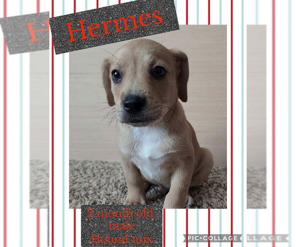 Medium Photo #3 Labrador Retriever-Unknown Mix Puppy For Sale in Jacksonville, NC, USA