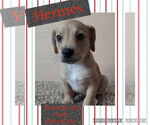 Small #2 Labrador Retriever Mix