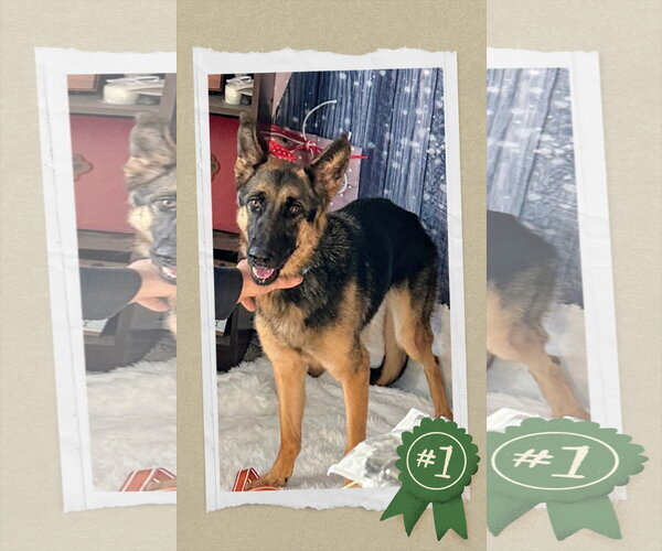 Medium Photo #7 German Shepherd Dog Puppy For Sale in columbia, SC, USA