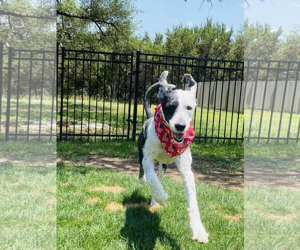 Medium Photo #3 Old English Sheepdog-Unknown Mix Puppy For Sale in Dallas, TX, USA