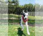 Small #2 Old English Sheepdog Mix