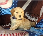 Small Photo #2 Cavachon-Poodle (Miniature) Mix Puppy For Sale in AIRVILLE, PA, USA