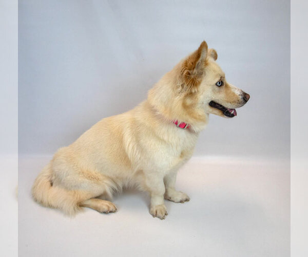 Medium Photo #5 Basset Hound-Huskies  Mix Puppy For Sale in Kennesaw, GA, USA