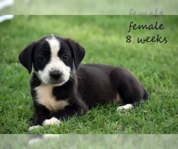 Medium Photo #1 American Bulldog-Catahoula Leopard Dog Mix Puppy For Sale in New Orleans, LA, USA