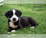 Small American Bulldog-Catahoula Leopard Dog Mix
