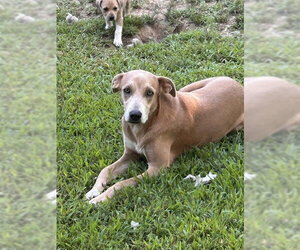German Pinscher-Unknown Mix Dogs for adoption in Wakefield, RI, USA